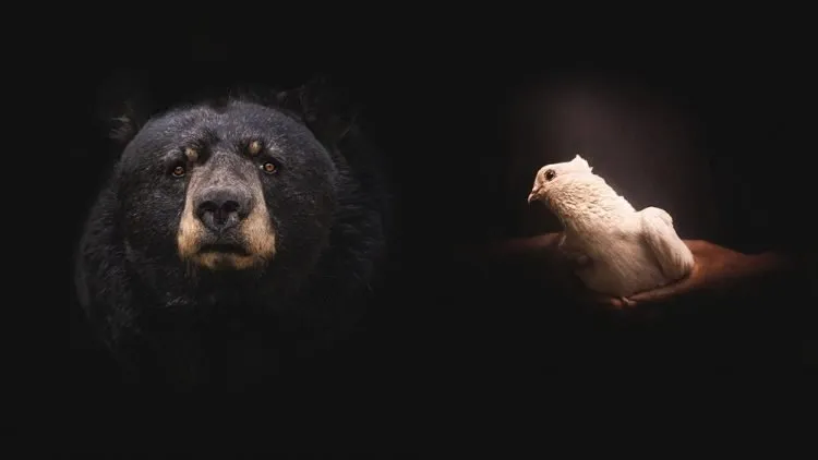 dove and a bear